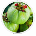 Garcinia-Cambogia-2